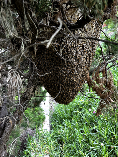 Tree Bee Removal