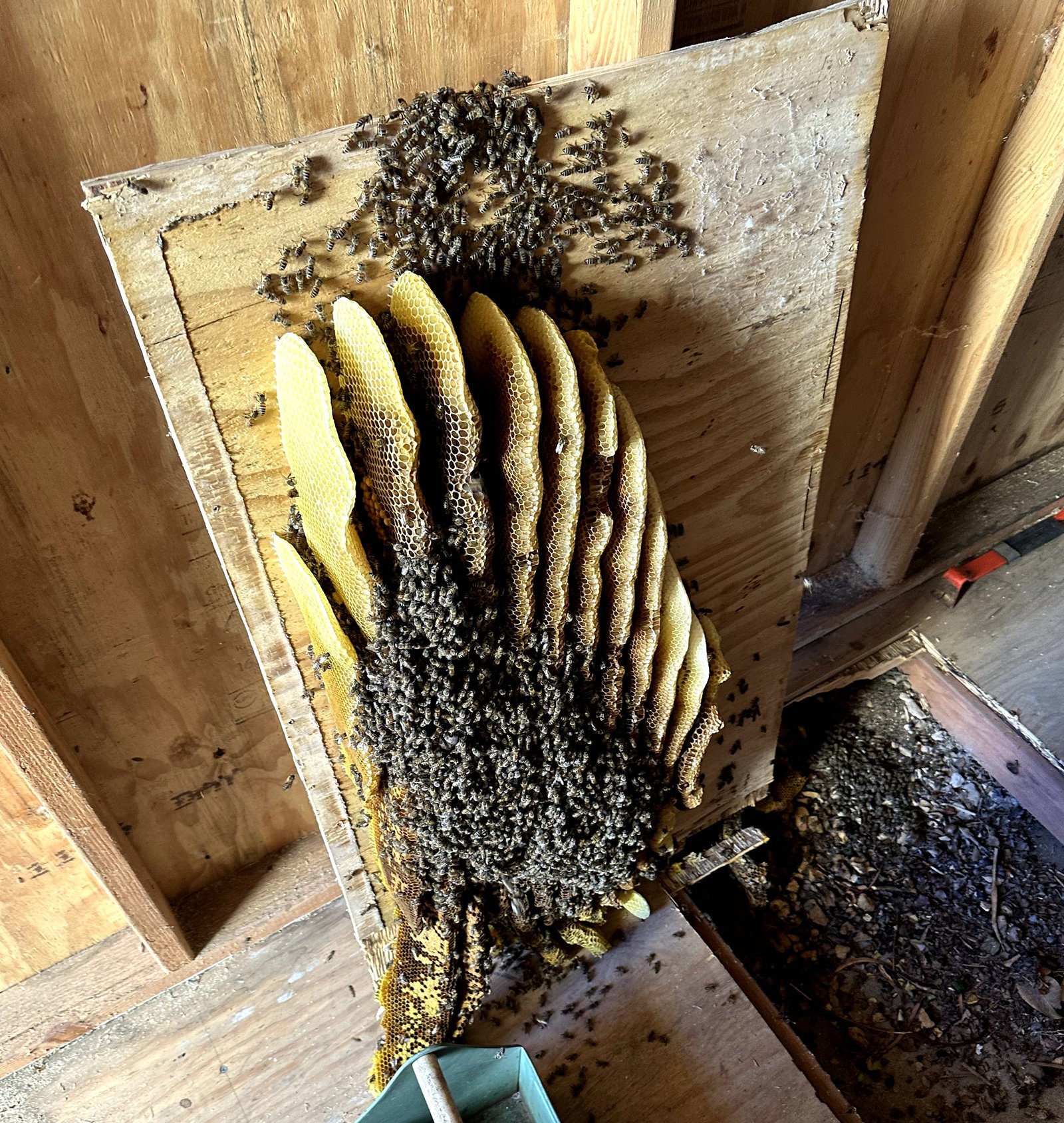 Bee Removal Process