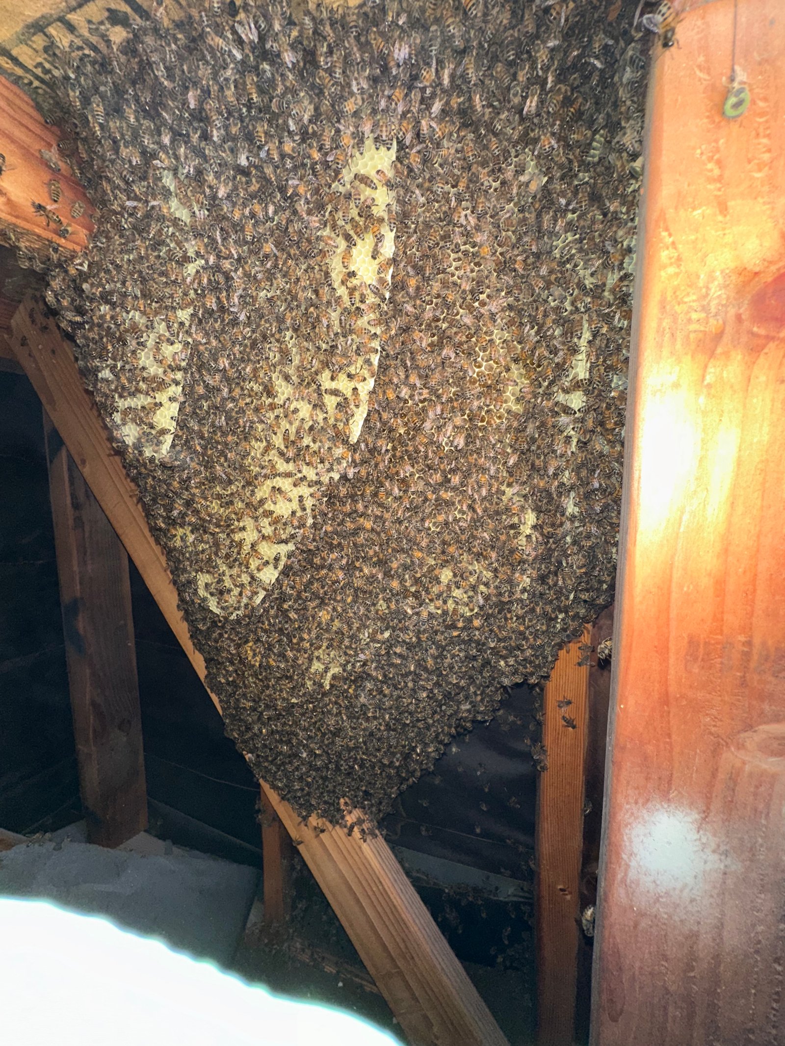 Bee Removal in Chula Vista