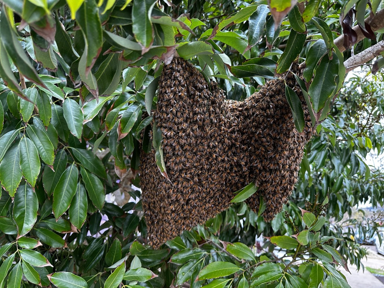 Bee Removal in City of San Diego